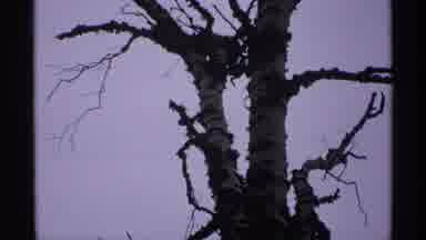Isle Royale Michigan (1971): Empty Nest In Tree Is Abandoned For Sunny Trek On