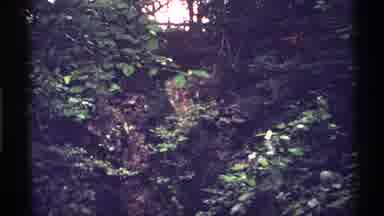 Isle Royale Michigan (1971): The Great Outdoors Green Trees Lush Vegetation And