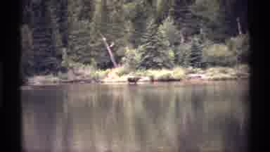 Isle Royale Michigan (1971): Animal In The Water Then Ducks Swimming