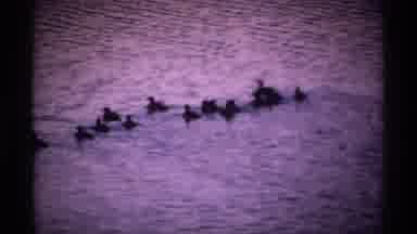 Isle Royale Michigan (1971): Cute Little Ducks In A Lake