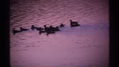 Isle Royale Michigan (1971): A Group Of Ducks That Floats On The Water With A Lot