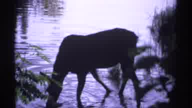 Isle Royale Michigan (1971): Wild Animal Standing In Water Near Some Plants And