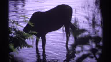 Isle Royale Michigan (1971): This Is What It Looks Like When A Moose Is Getting A