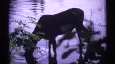 Isle Royale Michigan (1971): Near A Beautiful Wooden House A Cow Drinking Water