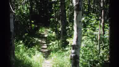 Isle Royale Michigan (1971): A Variety Of Trees Inside The Park With Green Colors