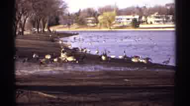 La Crosse Wisconsin (1971): Flock Of Canadian Geese Grazing By Frozen Lake In