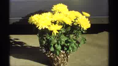 La Crosse Wisconsin (1971): Yellow Chrysanthemums In A Pot On The Ground On A