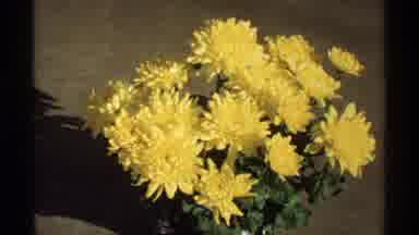La Crosse Wisconsin (1971): Bouquet Of Yellow Flowers In A Pot And Zooming In On