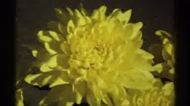 La Crosse Wisconsin (1971): An Awesome Yellow Flower For You