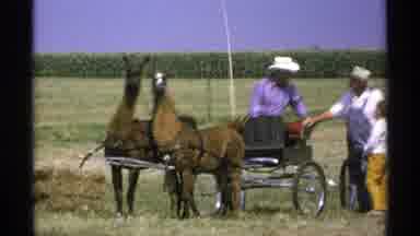 Minnesota (1971): Girl Wearing Yellow Pants Walks To Look At Brown Llamas Hitched