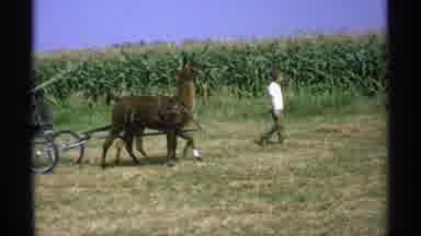 Minnesota (1971): A Llama Pulling A Cart Holding Two People In A Field Of Corn