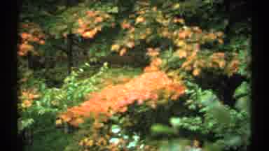 New Hampshire (1971): View Of Brown Wooden Tunnel And Orange Flowers Blooming On A