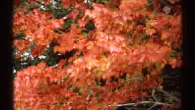 New Hampshire (1971): A Beautiful Flowers Are Great To See And The Cat Sitting Up