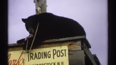 New Hampshire (1971): A Cat Sitting On The Top Of The Post And Cleaning The Legs