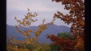 New Hampshire (1971): Colorful Branches In An Autumn Season