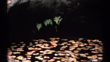 New Hampshire (1971): A Beautiful Lake Was Very Nice And The Dry Leafs Are Very