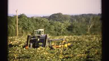 New York (1971): Healthy Vegetation In The City