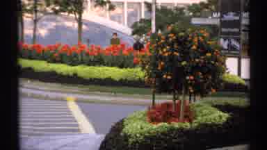 New York (1971): A Great To Place To Have Nature To Flowers To Enjoy The Colorful