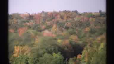 New York (1971): Different Types Of Trees