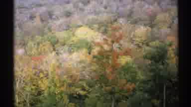 New York (1971): A Bunch Of Trees And The Colorfulness Are Nearly Great In The
