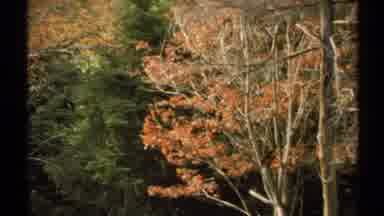 New York (1971): Red Green And Orange Fall Foliage On Trees In A Forest