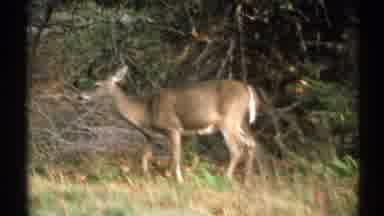 New York (1971): A Hungry Deer Been Eating In The Forest