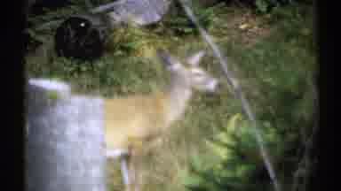New York (1971): Deer Outside Eating Where They Belong In A Group Gathering