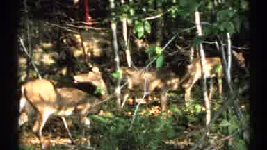New York (1971): Deer Foraging In The Woods Near A Pier