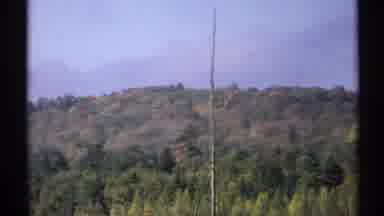 New York (1971): A Forest With Lot Of Trees And Dead Flower And Yellow Flowers In