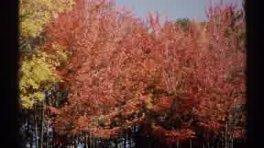 New York (1971): Beautiful Red And Yellow Trees During The Fall Season