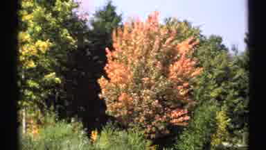 New York (1971): Pink Green Trees Beside A Long View Lodge Dining Room