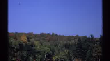 New York (1971): Tree Landscape During Fall