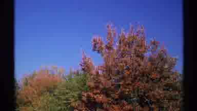 New York (1971): A Beautiful And Gorgeous Looking Trees In The Middle Was Godâs
