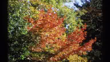 New York (1971): Leaves Turning Red And Yellow