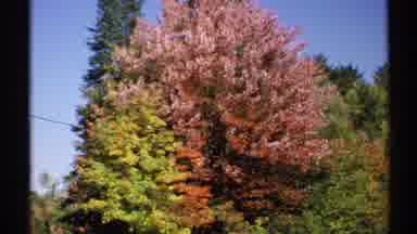New York (1971): Light Red Yellow Green Colors Of Tall Pine Coniferous Trees In