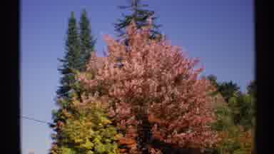 New York (1971): Beautiful Trees Are Gifts From God To The Universe