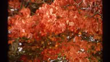 New York (1971): A Dark And Red Color Flowers Are Very Good To See Around