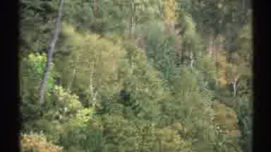 New York (1971): An Amazing Mysterious Bigfoot Sighting