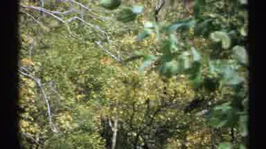 New York (1971): A Thick And Fast Forest With Lots Of Green Trees Show The Nature
