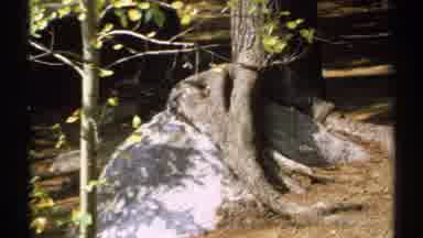 New York (1971): Scenes Of Nature Which Include Trees Waterfalls And Forests In A
