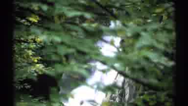 New York (1971): A Forest With Lot Of Trees And Silver Kind Of Falls Flowing Very