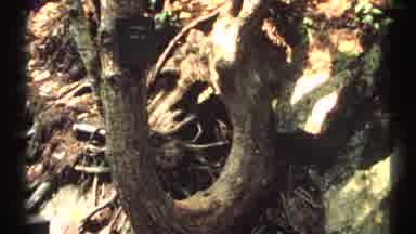 New York (1971): Branches With Leaves And Tree Roots On The Surroundings Of Tee Na