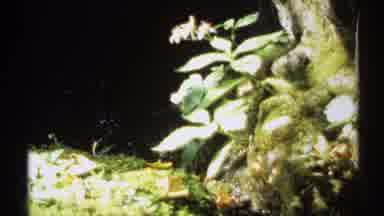 New York (1971): The Small Stream Flowed Through The Forest And Created Beautiful