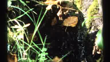 New York (1971): Variety Dead Leaves Stuck In Shallow Running Water On Crevices Of