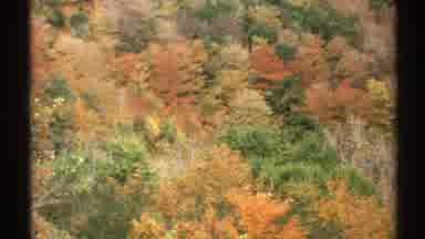 Vermont (1971): Colorful Trees In The City