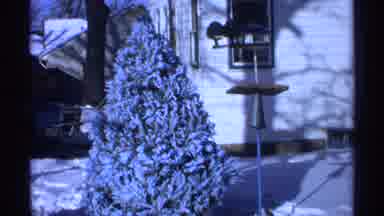 Wisconsin (1971): Winter Snow Covers A Small Evergreen Tree In Front Of A White
