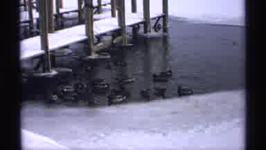 Wisconsin (1971): A Beautiful Ducks Are Swimming In The River And Relaxing