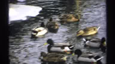 Wisconsin (1971): Cute Ducks On The Pond