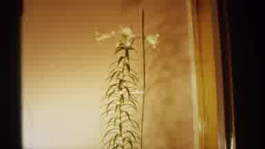 Wisconsin (1971): Documenting The White Beautiful Lily Grow And Grow Daily