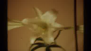 Wisconsin (1971): Beautiful White Lily Video Showing The Pedals And Leaf Stems